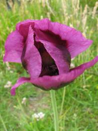 Opium Poppy